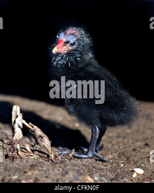 Comune pulcino Moorhen (gallinula chloropus) Foto Stock