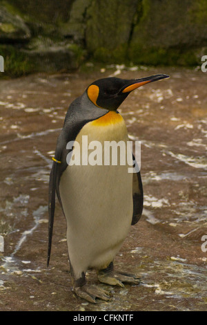 Pinguino reale presso lo Zoo di Edimburgo Foto Stock