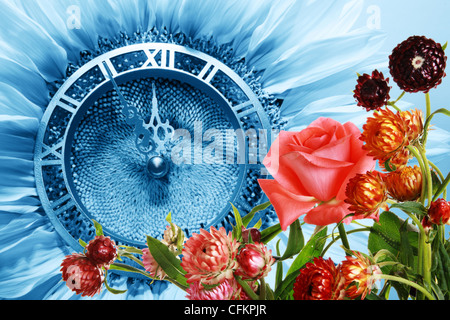 Girasole blu-clock approccio indicativo del nuovo anno e fiori d'estate Foto Stock