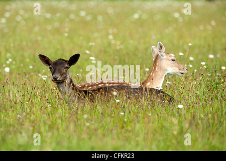 Daini in un campo (Dama Dama) Foto Stock