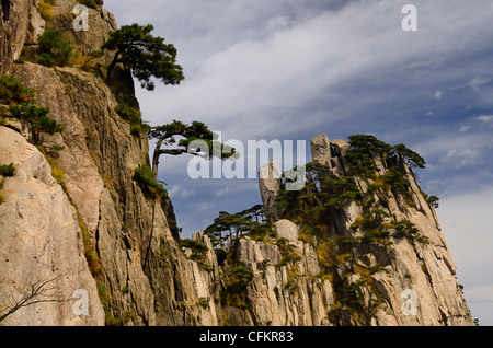 Alberi di pino che cresce su roccia di inizio a credere che il picco di montagna gialla Huangshan Repubblica Popolare Cinese Foto Stock