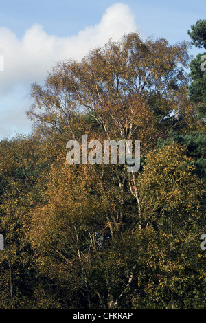 Nastro in betulla in autunno la caduta Alderley Edge cheshire england Foto Stock