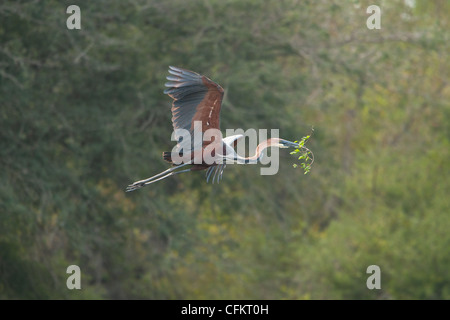 Un Goliath heron battenti con materiale di nido nel suo becco (Ardea goliath) Foto Stock