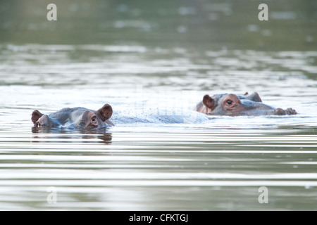 Un ippopotamo immerso in acqua (Hippopotamus amphibius) Foto Stock