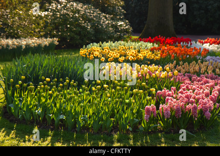 Letto di fiori con i tulipani, giacinto e narcisi sotto gli alberi nel giardino di primavera Foto Stock