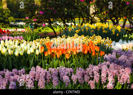 Giardino con tulipani giacinti e narcisi in primavera Foto Stock