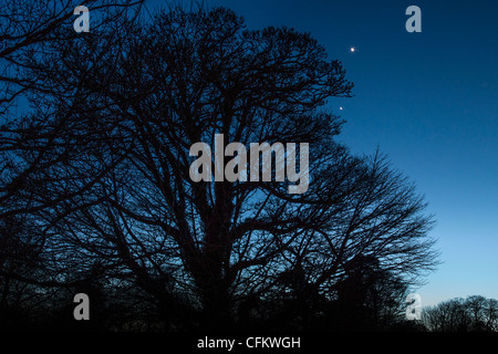 Cielo notturno con albero e Venere e Marte in passando vicino ad ogni altro, Limerick, Irlanda Foto Stock