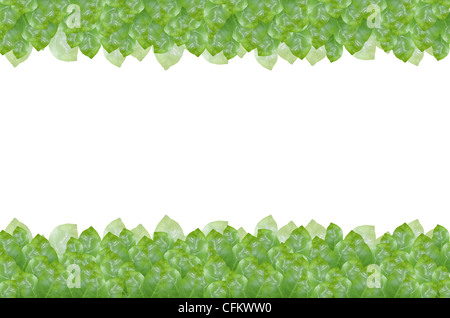 Lasciare verdi su sfondo bianco Foto Stock
