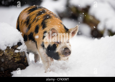 Maiale Kunekune nella neve (Sus scrofa scrofa kunekune) Foto Stock