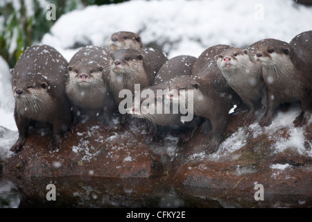 Un gruppo di orientali Lontra Small-Clawed su una roccia nella neve (Amblonyx cinereus) Foto Stock