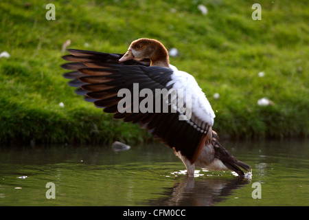 I capretti oca egiziana sbattimenti le sue ali (Alopochen aegyptiacus) Foto Stock