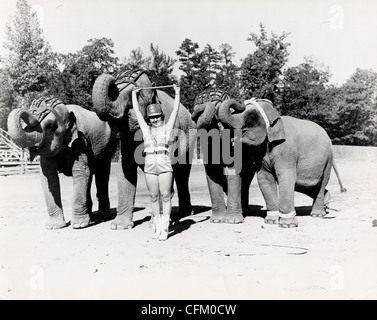 Donna Trainer con il quartetto di elefante Foto Stock