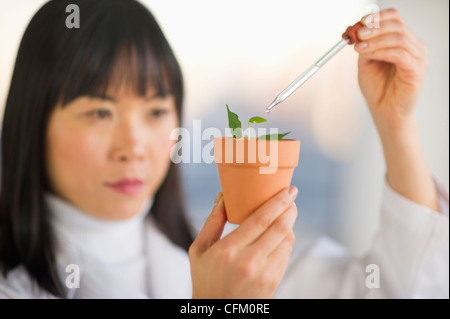 Stati Uniti d'America, New Jersey, Jersey City, scienziato liquido di gocciolamento in plantule Foto Stock