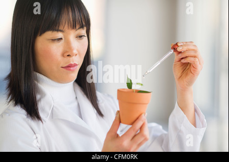 Stati Uniti d'America, New Jersey, Jersey City, scienziato liquido di gocciolamento in plantule Foto Stock