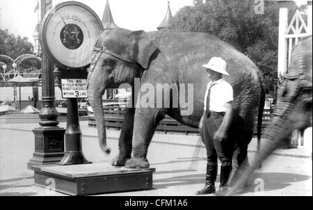 Elephant pesato su scala gigante Foto Stock