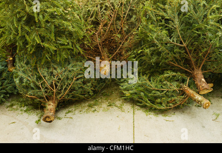 Stati Uniti d'America, New York New York City, in prossimità di alberi di Natale tagliati giacente su un marciapiede Foto Stock