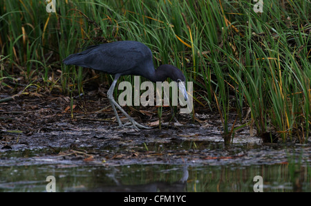 Heron, poco blu, Egretta caerulea, in acque poco profonde della laguna e la palude di Fort de Soto a caccia di pesci o di altri alimenti, Foto Stock