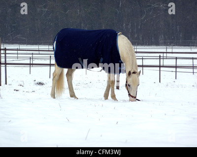 White Horse indossando blue coat e mangiare su un prato nevoso prato circondato da recinti Foto Stock