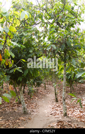 Baccelli di cacao su un albero,Dukoue,Costa d Avorio ,Costa d'Avorio,Africa occidentale Foto Stock