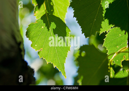 Close up di Betulla foglie in estate il sole Foto Stock
