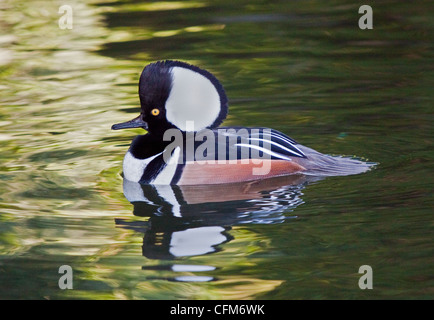 Hooded Merganser (lophodytes cucullatus) drake Foto Stock