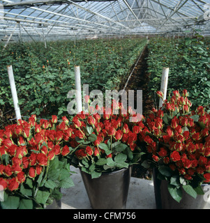 Commerciale del raccolto di rose e di mazzi di rose rosse in attesa di raccolta e distribuzione Foto Stock