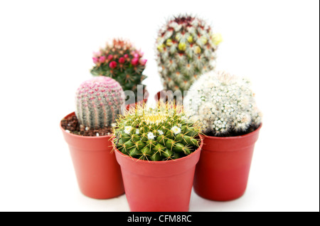 Alcuni diversi bellissimi cactus è su sfondo bianco Foto Stock