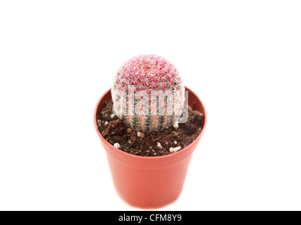 Cactus in un vaso di fiori su sfondo bianco Foto Stock