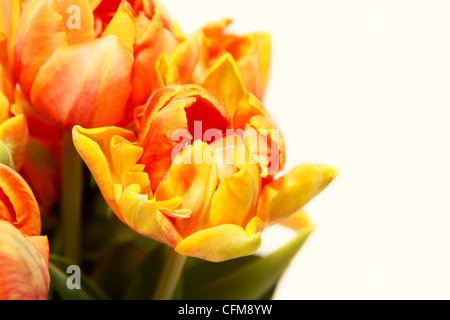 Alcuni red anf tulipani gialli su sfondo bianco Foto Stock