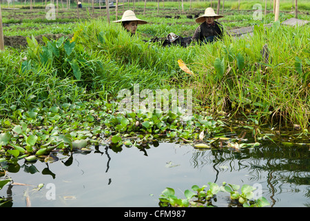 I giardini galleggianti di Lago Inle. Qui gli agricoltori Intha crescere fiori, pomodori e altri prodotti ortofrutticoli su isole galleggianti Foto Stock