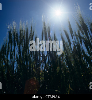 Barbuto il raccolto di grano in orecchio contro il sole di mezzogiorno, Kansas, STATI UNITI D'AMERICA Foto Stock