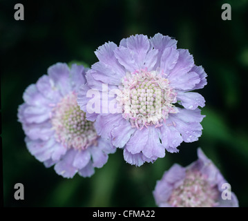 Scabious (Scabiosa caucasia) in fiore Foto Stock