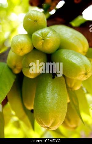 Averrhoa bilimbi (comunemente noto come bilimbi, cetriolo, ad albero o albero sorrel) Foto Stock