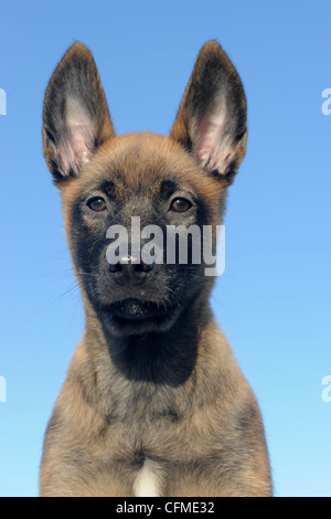 Cucciolo sheepdgog belga malinois su un cielo blu Foto Stock