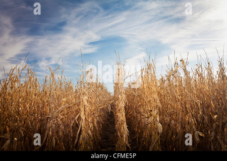 Stati Uniti d'America, Iowa, Latimer, campo di mais maturo Foto Stock