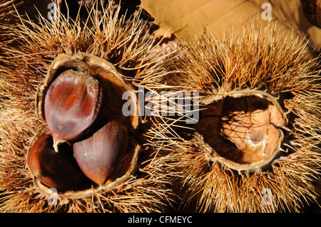 Mature le castagne nei loro baccelli, Igualeja, Serrania de Ronda, provincia di Malaga, Andalusia, Spagna, Europa occidentale. Foto Stock