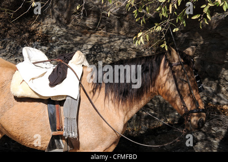 Sellati marrone a cavallo, Juzcar, Serrania de Ronda, provincia di Malaga, Andalusia, Spagna, Europa occidentale. Foto Stock