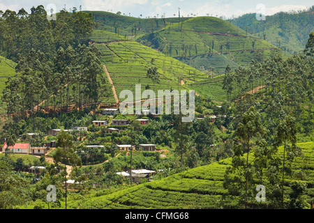 Villaggio in mezzo a piantagioni di tè in paese collinare tra Hatton e Nuwara Eliya, Highlands Centrali, Sri Lanka, Asia Foto Stock