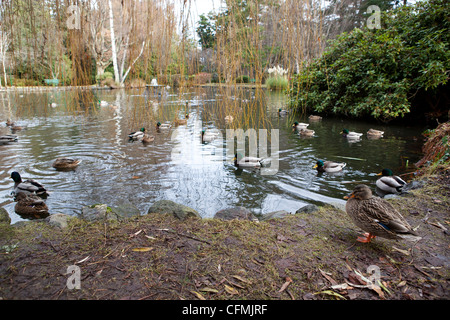 Anatre nuotare intorno a un laghetto di Beacon Hill Park, Victoria, Canada. Foto Stock