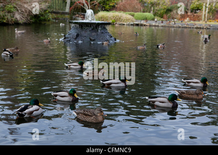 Anatre nuotare intorno a un laghetto di Beacon Hill Park, Victoria, Canada. Foto Stock