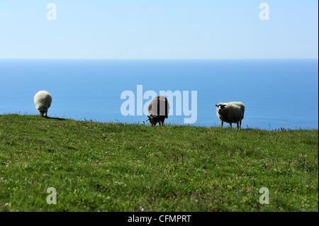 Le pecore presso la costa meridionale dell'Islanda Foto Stock