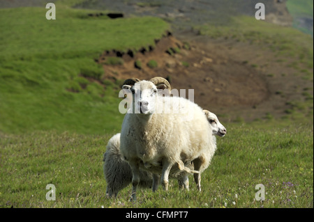 Le pecore presso la costa meridionale dell'Islanda Foto Stock