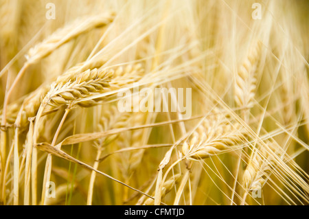 Chiudere orizzontale di orzo dorato pronto per la mietitura nel sole. Foto Stock