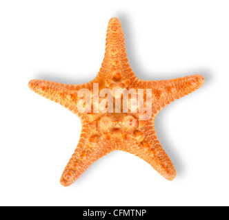 Orange starfish isolato su uno sfondo bianco Foto Stock