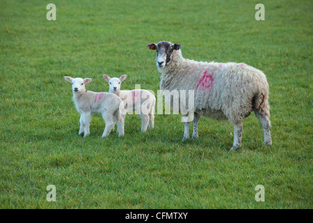 Un premio per pecora e per le sue due agnelli in un campo di Nidderdale, Yorkshire Foto Stock