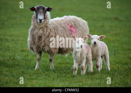 Un premio per pecora e per le sue due agnelli in un campo di Nidderdale, Yorkshire Foto Stock