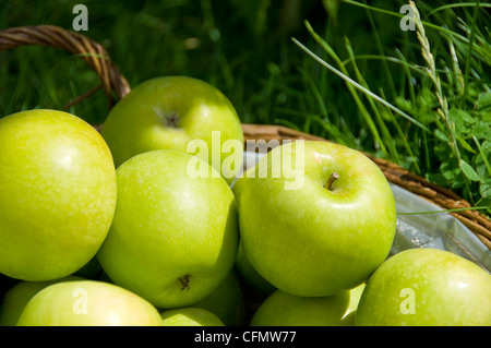 Chiudere orizzontale di un paniere di raccolte fresche mele verdi al sole. Foto Stock