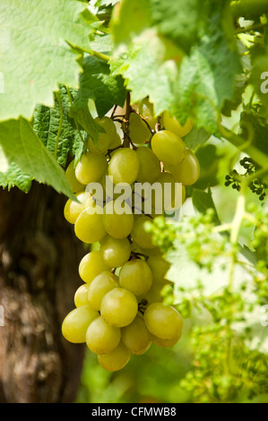 Verticale fino in prossimità di un grappolo di uva bianca completamente cresciuti pendente dalla vigna al sole. Foto Stock