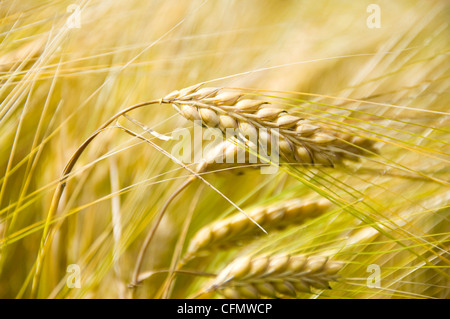 Chiudere orizzontale di orzo dorato pronto per la mietitura nel sole. Foto Stock