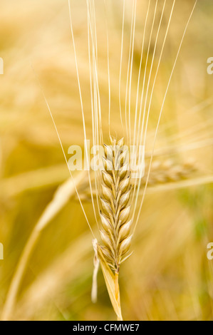 Chiudere verticale di orzo dorato pronto per la mietitura nel sole. Foto Stock